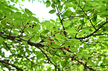 オオシマザクラのサクランボ