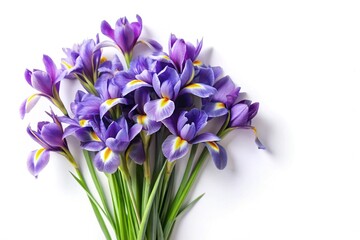 Elegant Arrangement of Vibrant Purple Irises on a Clean White Background