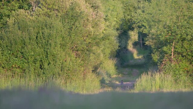 European hare running in a country alley towards a Ring-necked Pheasant. Lepus europaeus, Sologne, Loiret 45, r&eacute;gion Centre Val de Loire, France, European Union, Europe