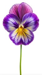 Detailed closeup of a single pansy flower with purple and yellow hues