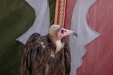 Vulture on display at a bird of prey exhibition during Feria Medieval in Madrid, Spain, showcasing...