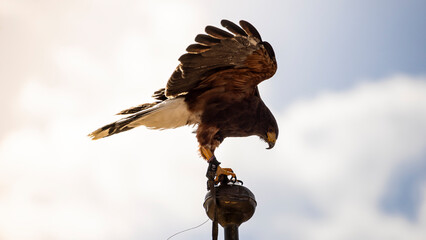 Falcon poised at the belfry in Madrid's medieval fair, ready for flight and hunting