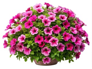 Beautiful abundance of pink petunia flowers in a pot on a white background
