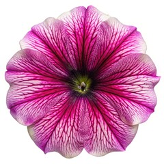 Captivating Macro Image of a Vibrant Purple Petunia Flower on White Background