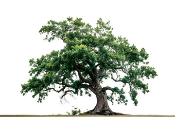 Majestic tree with full green leaves stands tall against black background. Use Illustration