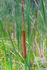 Cattails grow along a creek that a hiking trail at Goose Creek State Park crosses over.