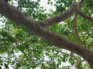 Close-up of vibrant green leaves in natural outdoor setting