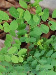 Close-up of vibrant green leaves in natural outdoor setting