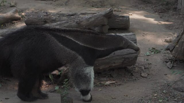 Giant anteater cute animal in Zoo Bejing. Myrmecophaga tridactyla