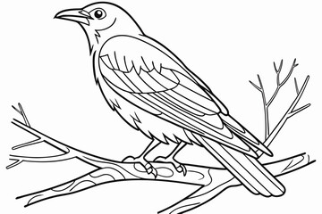 coloring page line art the robin black vector