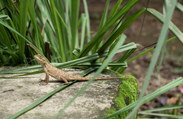 A brown garden lizard clings to a mossy surface blending seamlessly with its surroundings. Long green grass blades frame the scene.