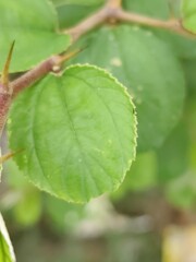 Naklejka premium Close-up of vibrant green leaves in natural outdoor setting