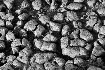 cracked and dry mud texture in black and white.  close-up, high-angle shot of a parched and cracked...
