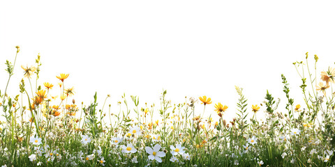 A vibrant field of wildflowers blooms against a bright, white background, showcasing nature's beauty.