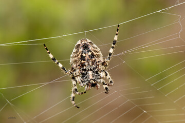 a close-up, underside view of a european garden spider (araneus diadematus) centrally positioned on...