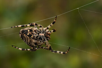 a close-up, underside view of a european garden orb-weaver spider (araneus diadematus) meticulously...