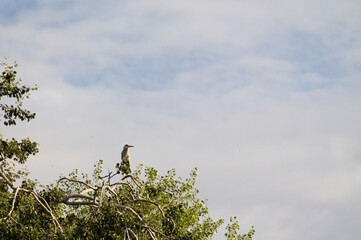 Solitary Gray Heron perched high on tree branches, calmly resting in the soft light of a cloudy morning