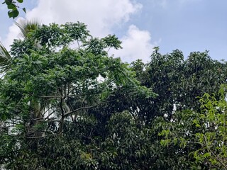 Various green trees in the village. Lush rural landscape with diverse tree types