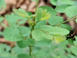 Close-up of vibrant green leaves in natural outdoor setting