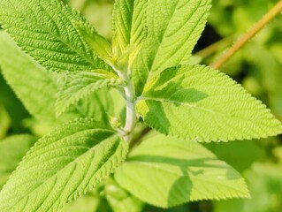 Close-up of vibrant green leaves in natural outdoor setting