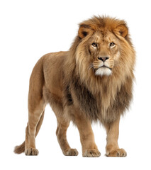 Fototapeta premium Majestic lion standing proudly wildlife portrait scene. Isolated on transparent background, png.