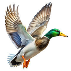 Obraz premium Flying Mallard Duck Isolated on White Background