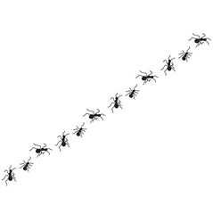 bird tracks, chicken tracks, ant animal foot icon, vector illustration