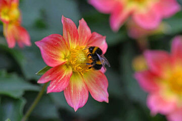White tailed bumblebee on Dahlia flower.