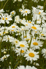 Fototapeta premium A close-up view of a field filled with beautiful white daisies in full bloom.
