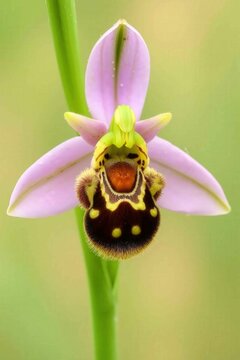 Bee orchid ophrys apifera in close-up, showing detailed mimicry of a bumblebee, vertical composition on soft green background. For nature blogs, posters, or biodiversity campaigns.