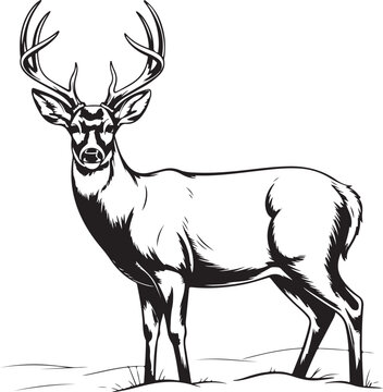 Majestic whitetail deer buck standing proudly with antlers silhouette isolated on transparent background