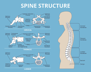 Spinal structure. Human anatomy, medical infographic educational poster, vertebral column, lumbar, thoracic and sacral, cervical, bones scheme, anatomical banner, structure nowaday vector set