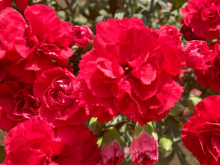 Vibrant red carnations in full bloom under the sunlight. Perfect for Mother's Day themes, floral backgrounds, and greeting card designs.