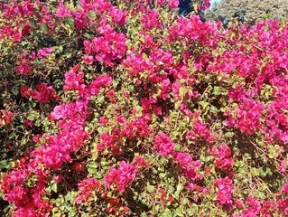 Fototapeta premium pink flowers in the garden