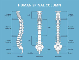 Human spinal column. Vertebral divisions scheme, anatomy medical infographics biology educational poster, lateral, anterior and posterior views, backbone structure nowaday vector isolated set