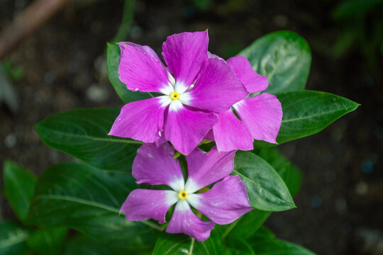 Flora de verano. Vinca o vica de Madalascar. Catharanthus roseus, bonitas flores de jard&iacute;n de color rosa floreciendo en verano.