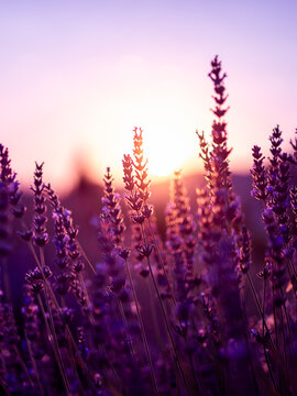 lavender field at sunset