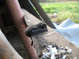 冬眠中のコウモリ