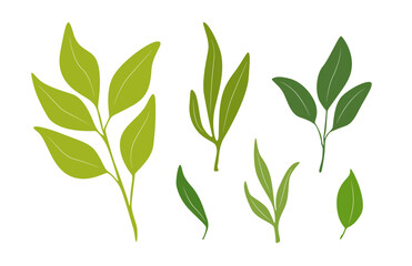 Green plant leaves drawing illustration