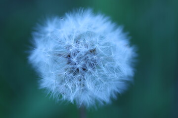 Obraz premium Delicate dandelion on a blurred background