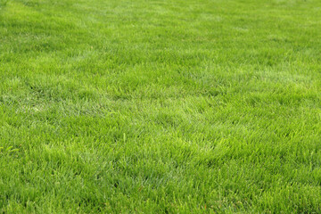 Green grass on the lawn. Grass with selective focus. Nature background. Meadow with trimmed grass. Summer background. Trimmed vegetation on the lawn
