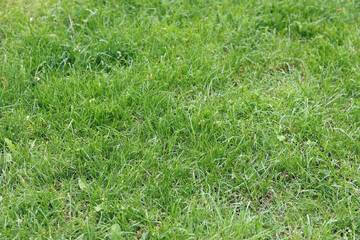 Green grass on the lawn. Grass with selective focus. Nature background. Meadow with trimmed grass. Summer background. Trimmed vegetation on the lawn