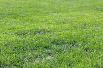 Green grass on the lawn. Grass with selective focus. Nature background. Meadow with trimmed grass. Summer background. Trimmed vegetation on the lawn