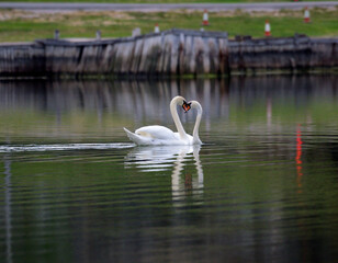 swan pair