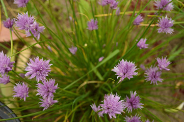 A delightful display of chive flowers, a fragrant culinary herb in full bloom, perfect for the garden.