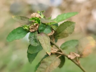 Close-up of vibrant green leaves in natural outdoor setting