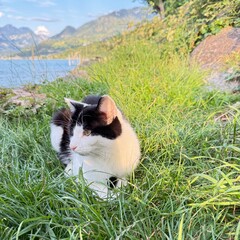 cat on the grass