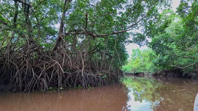 Boat trip on the Igarape do Urubu River, Delta das Americas, Ilha das Canarias, Brazil. Amazon Rainforest. South America