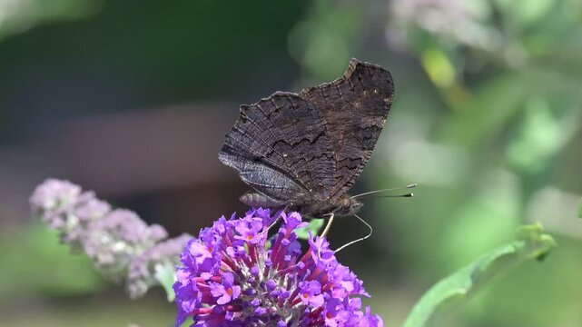 Peacock butterfly (Aglais io) feeding on Buddleia flowers. July, Kent, UK [Slow motion x5]