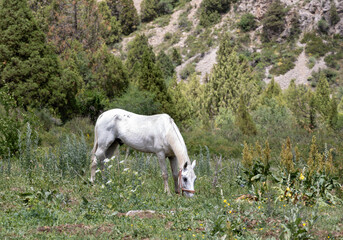 Lone white horse wandering in a wild mountain valley. Concept of escape, solitude, and reconnecting with untouched nature.